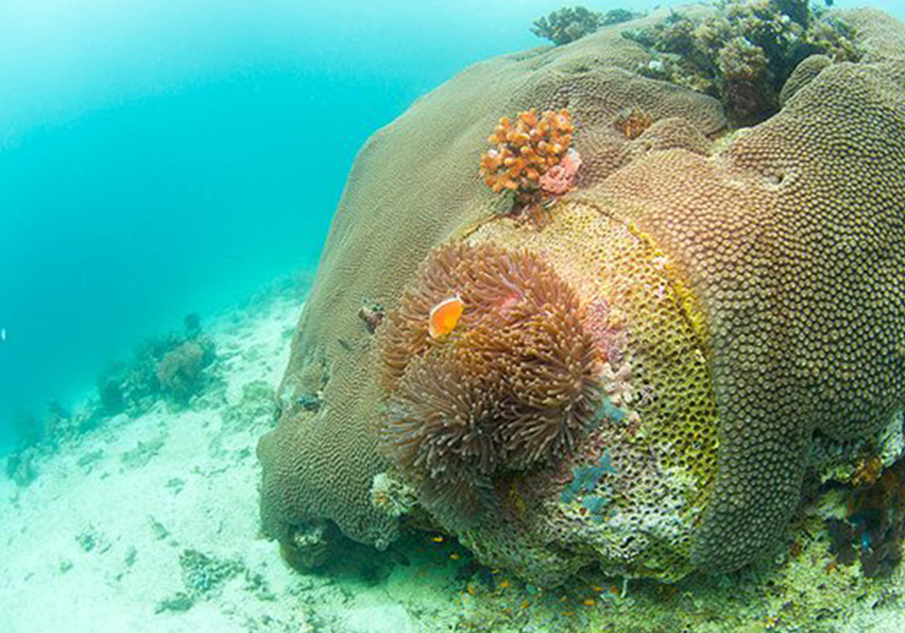 MISALI ISLAND CORAL SITE