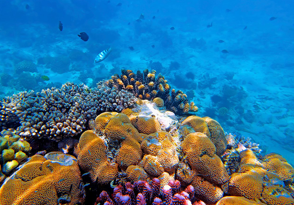 MNEMBA CORAL SITE