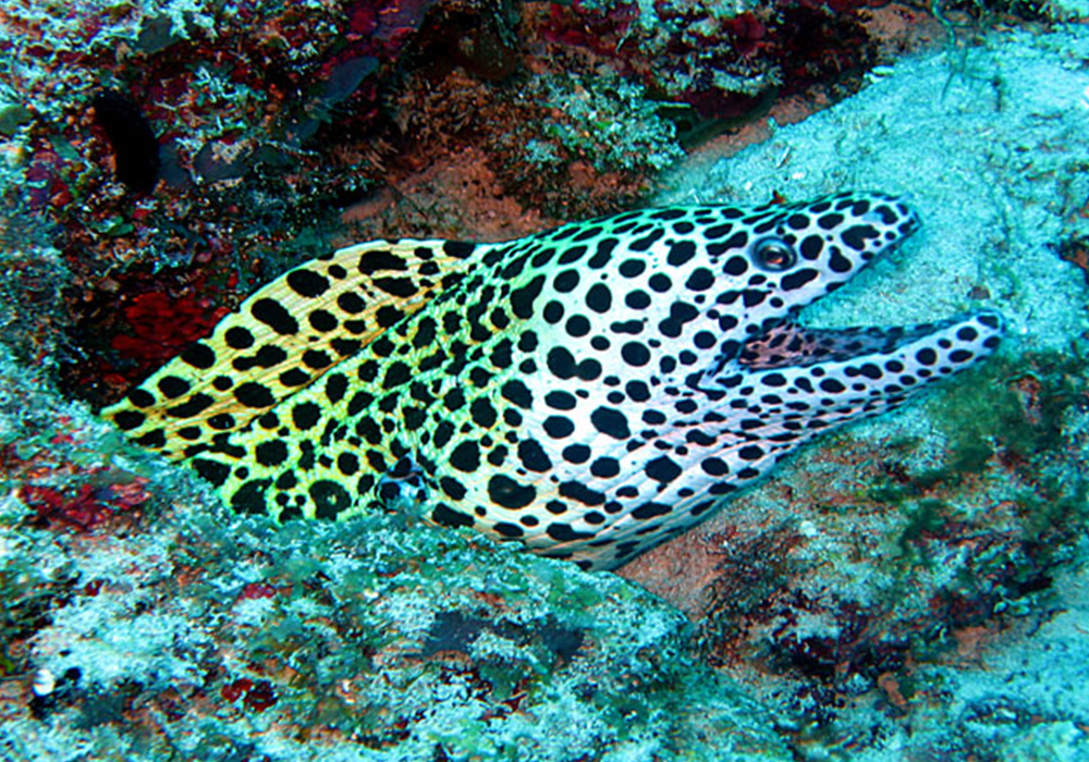 MNEMBA CORAL SITE