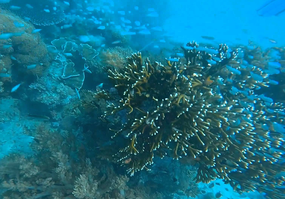 MWANA WA MWANA CORAL SITE