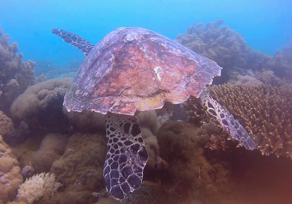 MWANA WA MWANA CORAL SITE