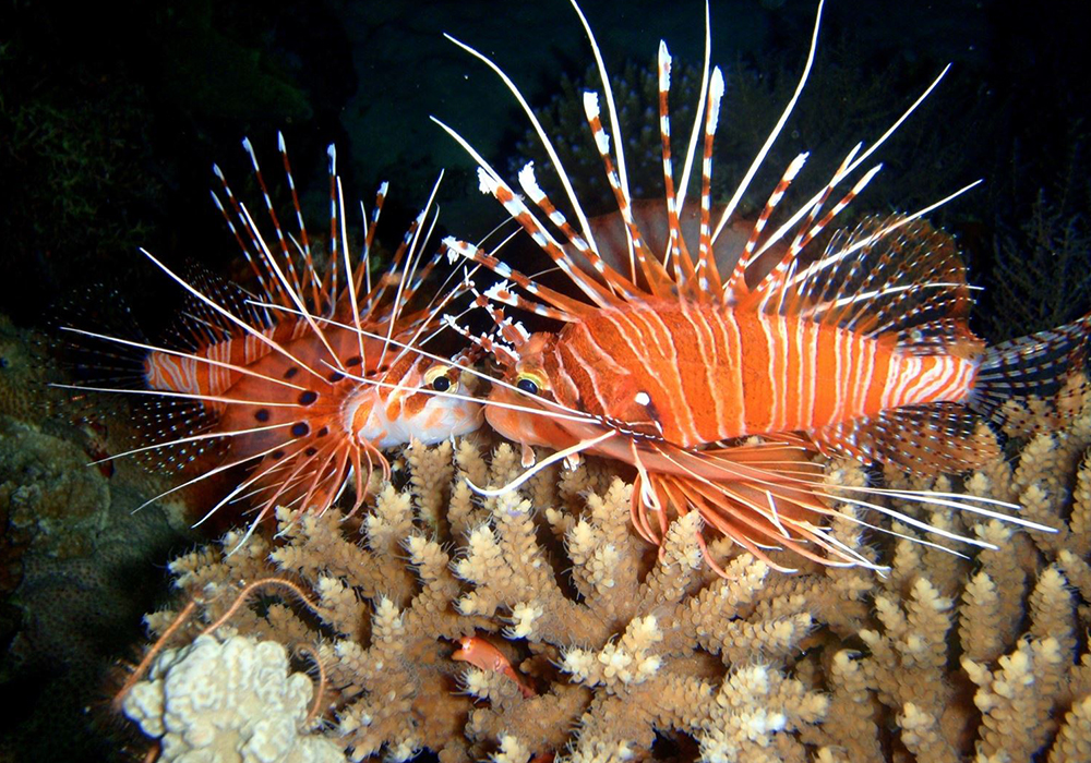 NJAO GAP CORAL SITE