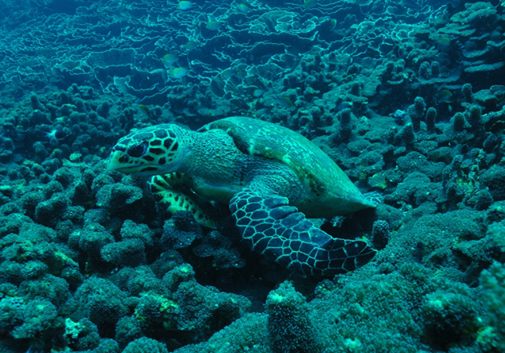 NJAO GAP CORAL SITE