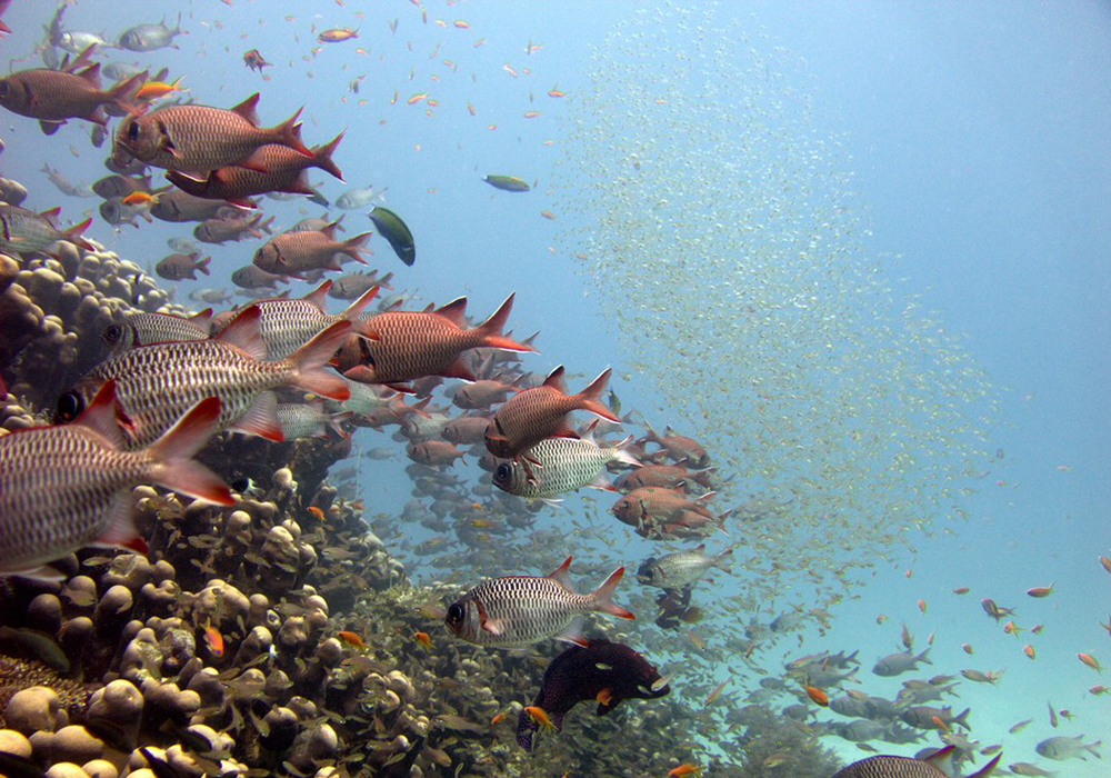 NJAO GAP CORAL SITE