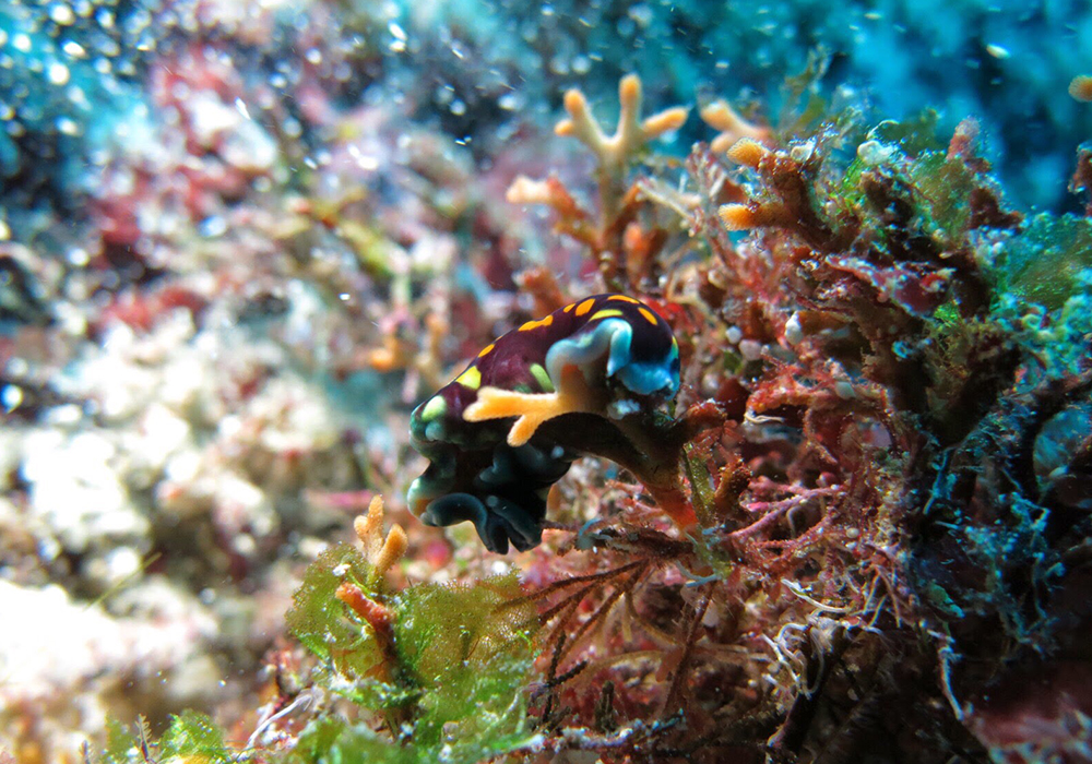 PANGE REEF CORAL SITE