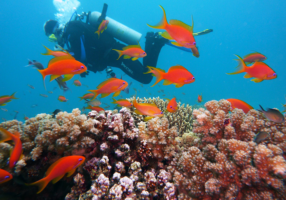 PANGE REEF CORAL SITE