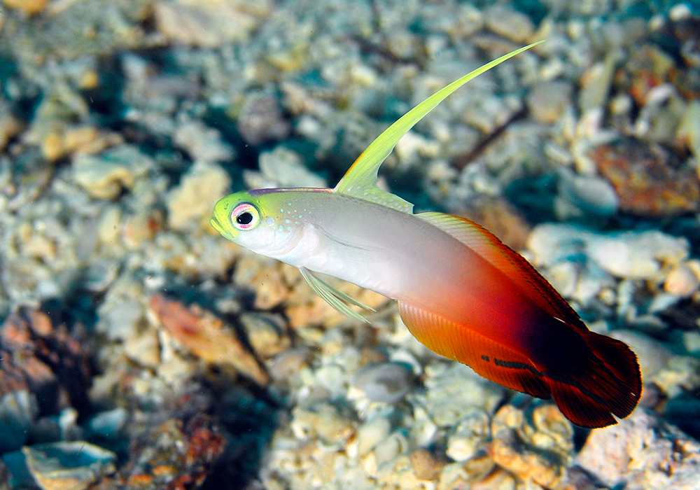 PANGE REEF CORAL SITE