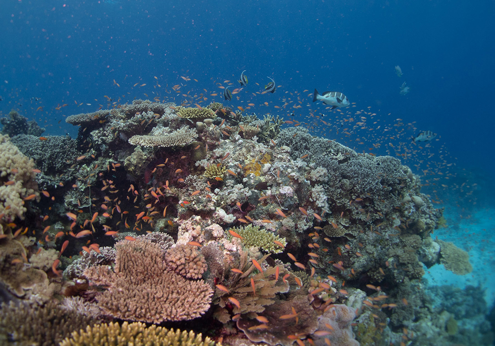 POPO ISLAND CORAL SITE