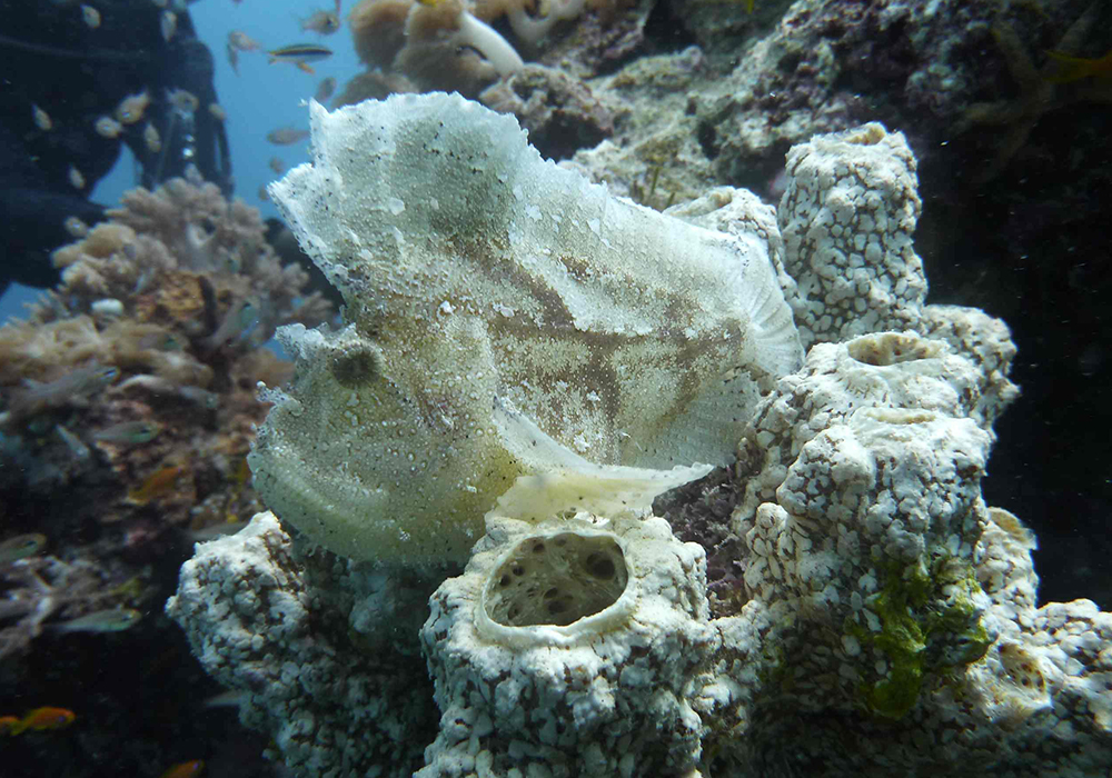 POPO ISLAND CORAL SITE