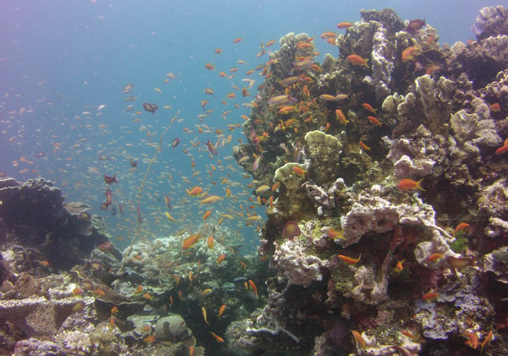 POPO ISLAND CORAL SITE