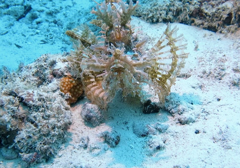 RAS KINUNDUNI CORAL SITE