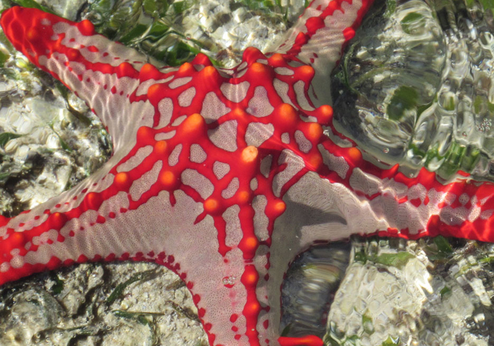 RAS KINUNDUNI CORAL SITE