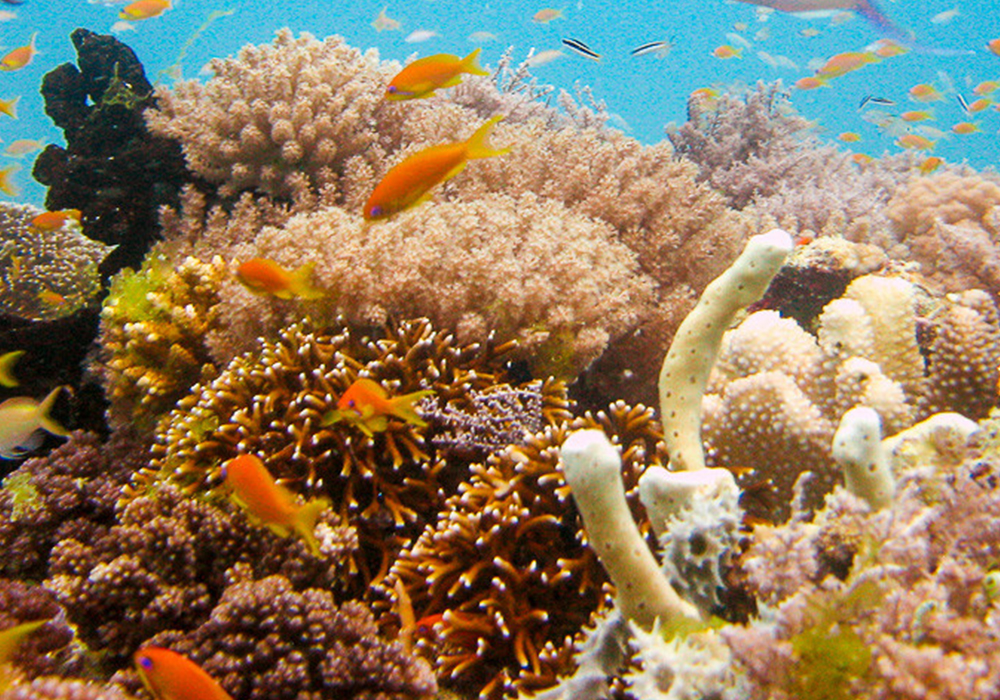 RAS KINUNDUNI CORAL SITE