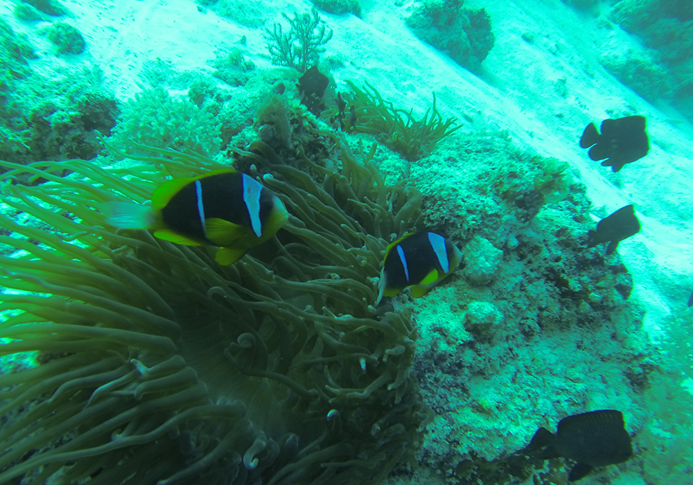 RAS KIWAKANI CORAL SITE