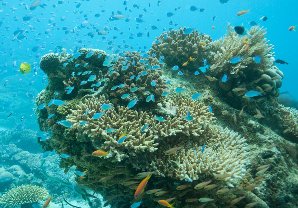 RAS KIWAKANI CORAL SITE