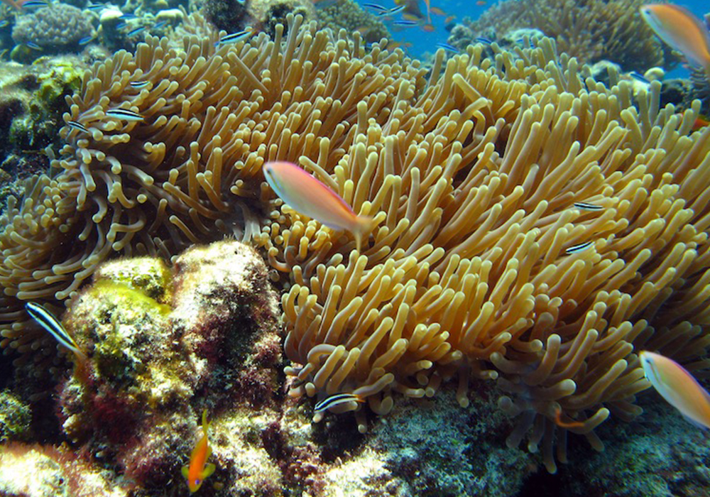 RAS KIWAKANI CORAL SITE