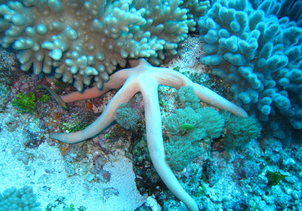 UVINJE GAP CORAL SITE