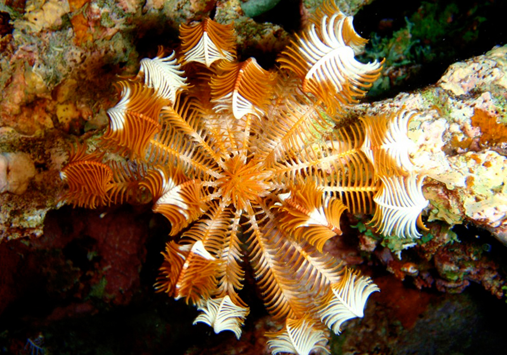 UVINJE GAP CORAL SITE