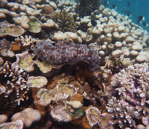 Bawe Coral Site - Zanzibar-Coral-Sites