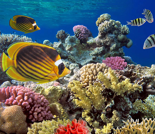 Fundu Reef Coral Site - Zanzibar-Coral-Sites