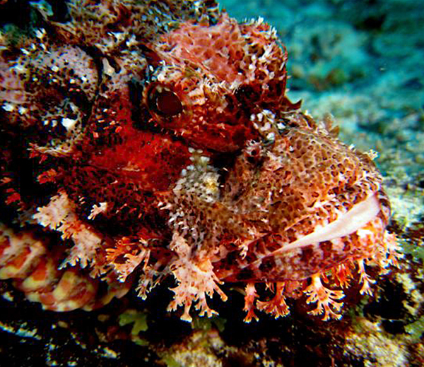 Malyale Sandbank and Coral Site - Zanzibar-Coral-Sites