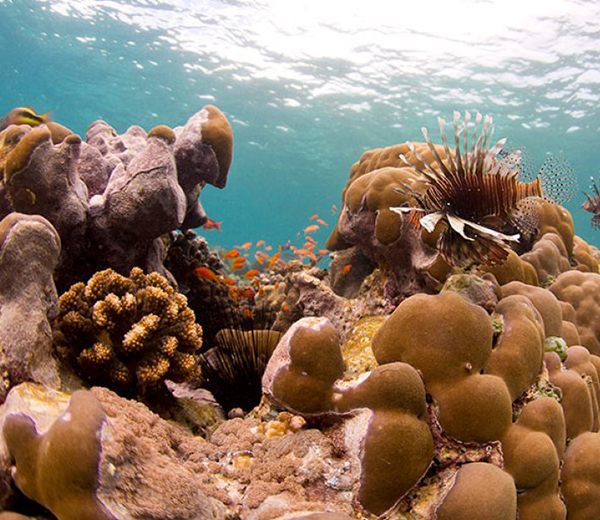 Misali Island Coral Site - Zanzibar-Coral-Sites