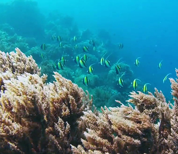 Mnemba Coral Site - Zanzibar-Coral-Sites