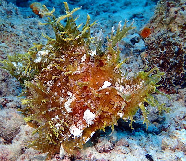 Mwana wa Mwana Coral Site - Zanzibar-Coral-Sites