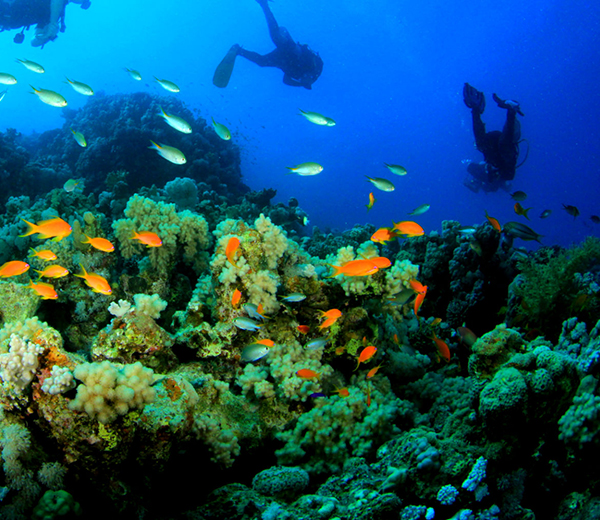 Njao Gap Coral Site - Zanzibar-Coral-Sites