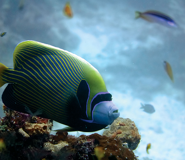 Pange Reef Coral Site - Zanzibar-Coral-Sites