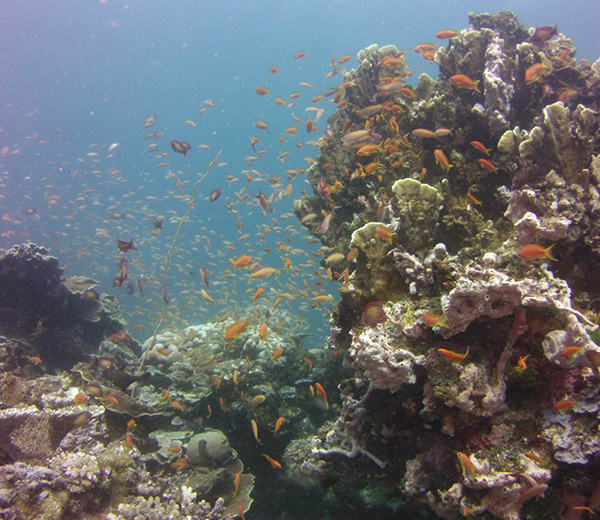 Popo Island Coral Site - Zanzibar-Coral-Sites