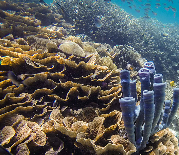 Ras Kinunduni Coral Site - Zanzibar-Coral-Sites