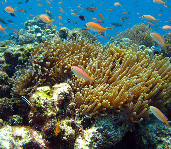Ras Kiwakani Coral Site - Zanzibar-Coral-Sites