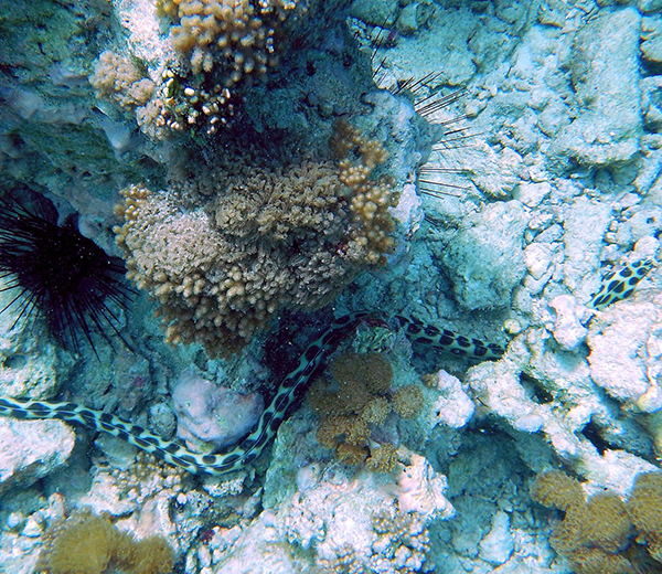 Uvinje gap Coral Site - Zanzibar-Coral-Sites